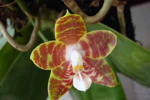 Неприхотливая орхидея фаленопсис Орхиея фаленопсис – неприхотливое комнатное растение