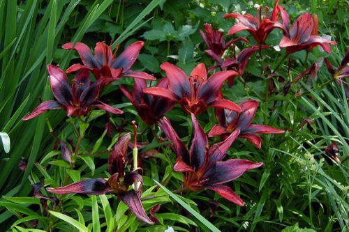 Выращивание лилейников в саду Лилейник – неприхотливое садовое растение