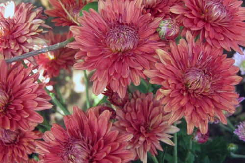 Выращивание хризантем в саду Хризантема – неприхотливое садовое растение