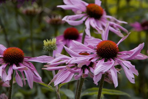 Выращивание эхинацеи в саду Эхинацея – неприхотливое садовое растение