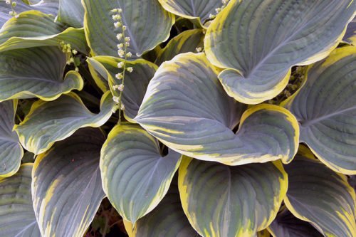 Выращивание хосты в саду Хоста – неприхотливое садовое растение