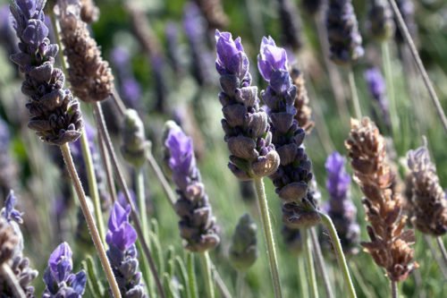 Выращивание лаванды в саду Лаванда – неприхотливое садовое растение