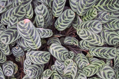 Как выращивать калатею Очень прихотливая калатея