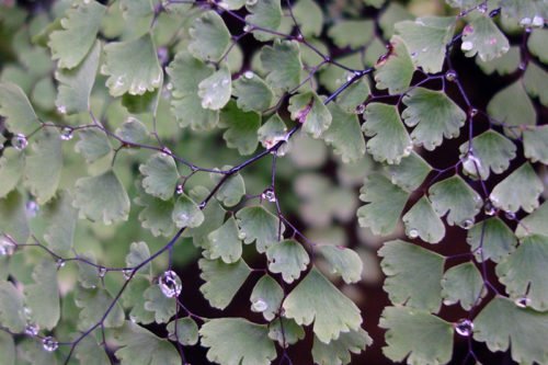 Выращивание адиантума в саду Адиантум очень прихотливое растение