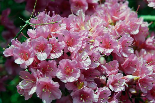 Выращивание азалии Очень прихотливое растение азалия