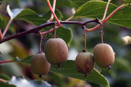 Выращивание актинидии
