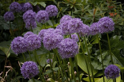 Как вырастить декоративный лук Посадка и уход за аллиумом