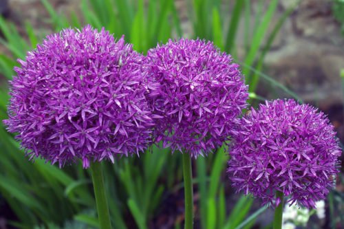Как цветет декоративный лук Как цветет декоративный лук или аллиум