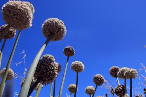 Правила выращивания декоративного лука Как посадить и ухаживать за декоративным луком