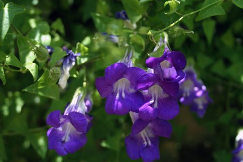 Как выращивать лазящую азарину Выращивание лазящей азарины в саду