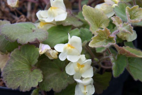 Цветение белой азарины Посадка лазящей азарины в саду и дома