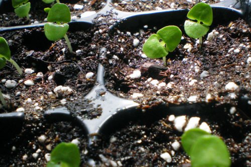 Выращивание рассады базилика из семян