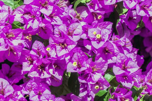 Как выращивать бугенвиллею Выращивание бугенвиллеи в саду