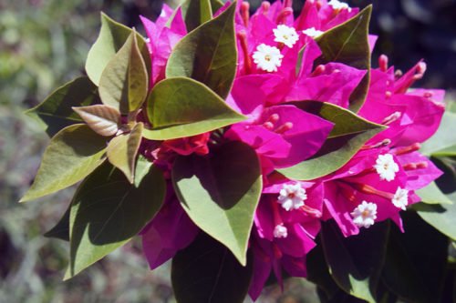 Как вырастить бугенвиллею Как посадить и ухаживать за бугенвиллеи