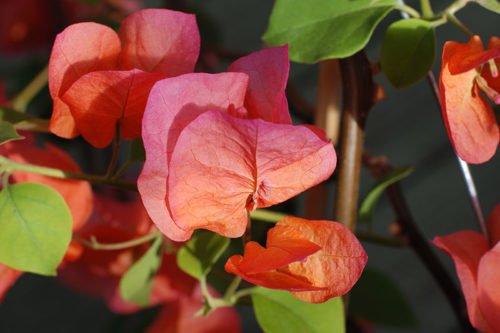 Как вырастить бугенвиллею Как правильно выращивать бугенвиллею в домашних условиях