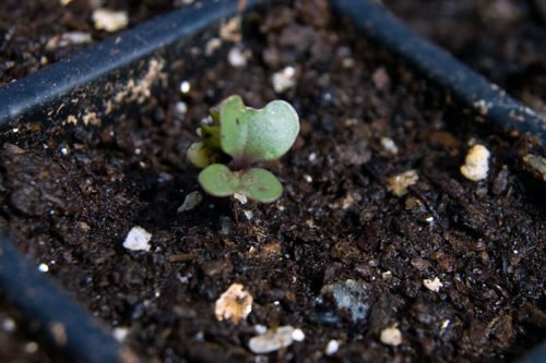 Как ухаживать за рассадой брокколи Выращивание рассады брокколи