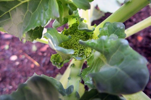 Как вырастить брокколи правильно Посадка и уход за брокколи в открытом грунте