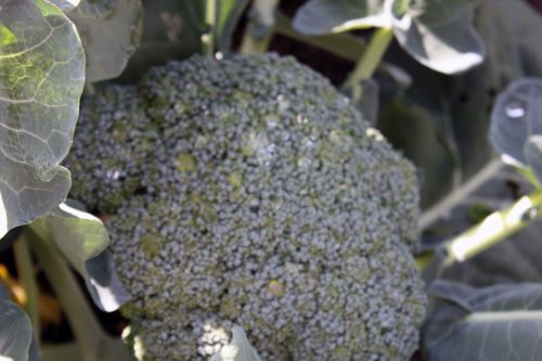 Как выращивать брокколи в открытом грунте Посадка семян брокколи в открытый грунт