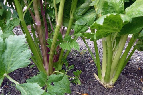 Как ухаживать за сельдереем черешковым Посадка и уход за черешковым сельдереем