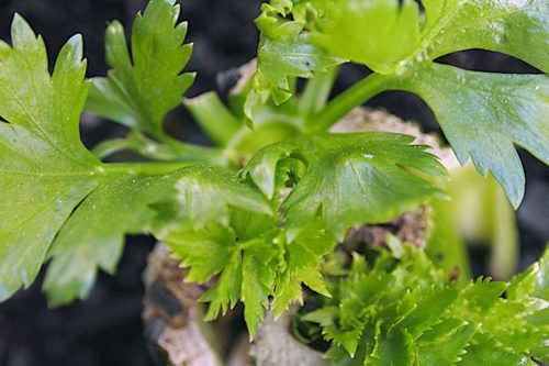 Как сажать и ухаживать за сельдереем Посадка и уход за сельдереем в открытом грунте