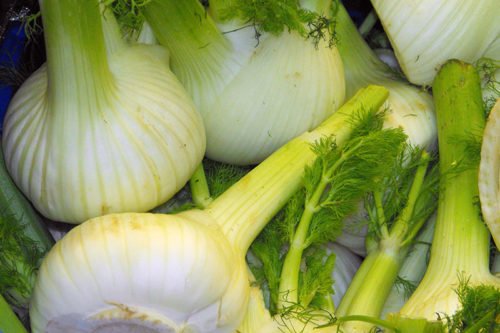 Посадка и уход за фенхелем Выращивание фенхеля в саду