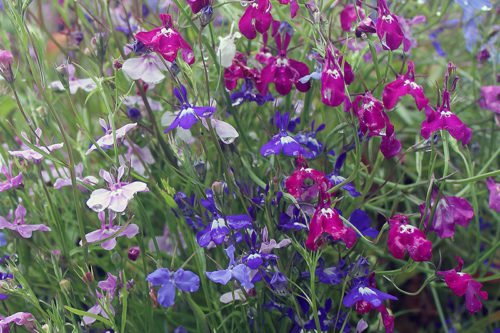 Посев лобелии на рассаду Выращивание рассады лобелии из семян