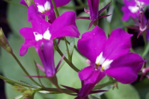 Цветение лобелии в саду Как правильно выращивать лобелию из семян