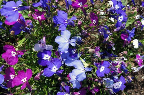 Лобелия, выращенная из рассады Как правильно выращивать лобелию