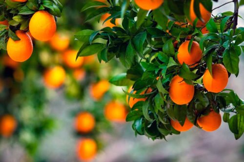 Домашний мандарин Как вырастить мандарин в домашних условиях