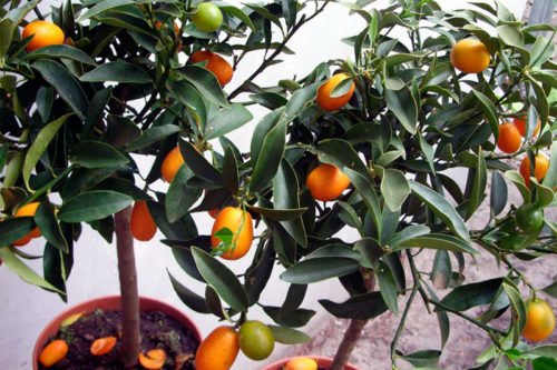 Как вырастить дерево мандарина дома Посадка косточек мандарина в домашних условиях