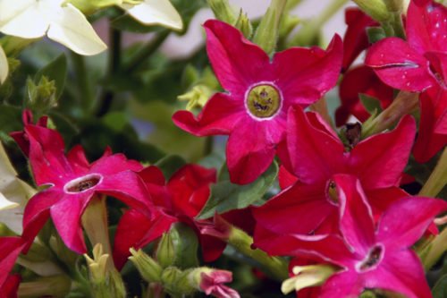 Цветение табака в саду Посадка и уход за душистым табаком