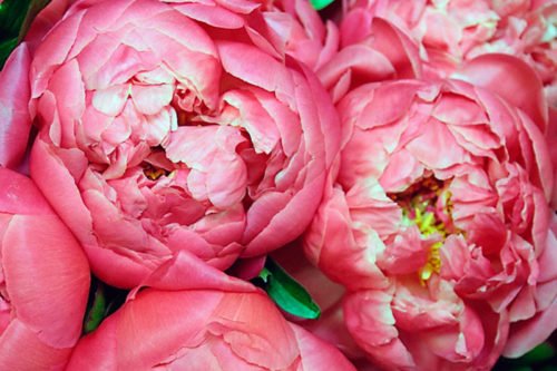 Как сажать и ухаживать за пионами Условия выращивания пионов в саду