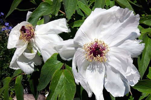 Как вырастить пионы в саду Посадка и уход за пионами в саду