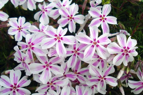 Выращивание флоксов из семян Как посадить и ухаживать за флоксами