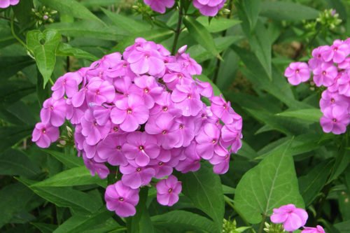 Цветение флоксов в саду Как вырастить флоксы правильно