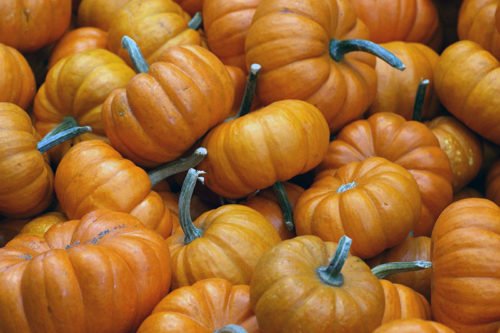 Как выращивать тыквы Выращивание тыквы – посадка и уход на огороде