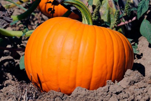 Посадка тыквы на участке Как ухаживать за тыквой на огороде