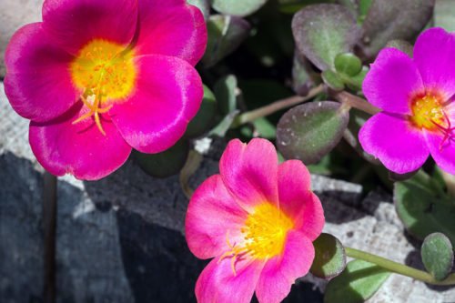 Выращивание портулака в саду Посадка и уход за портулаком