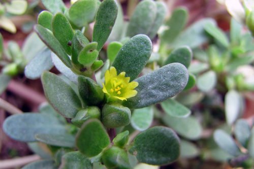 Правила выращивания портулака в саду Посадка и выращивание портулака