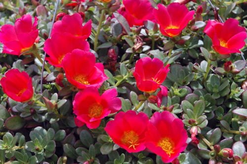 Как выращивать портулак Посадка и уход за портулаком в саду