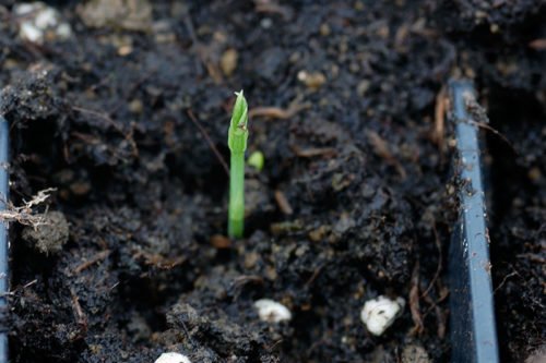 Как вырастить рассаду душистого горошка Посадка и уход за душистым горошком