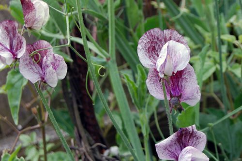 Как из семян вырастить душистый горошек Выращивание душистого горошка из семян