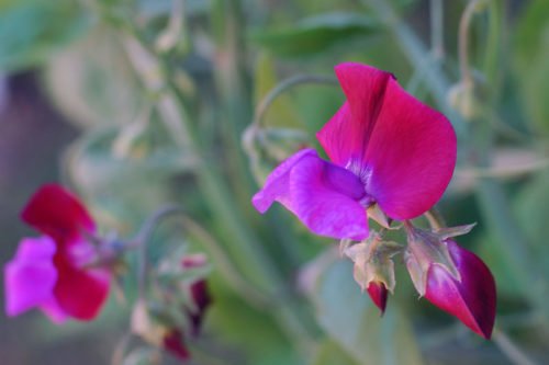 Как ухаживать за душистым горошком Условия выращивания душистого горошка в саду