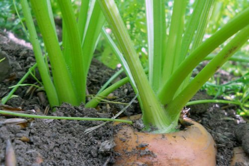 Посадка и уход за морковью на огороде Выращивание моркови из семян в открытом грунте