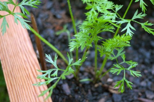 Условия выращивания моркови из семян на огороде Посадка моркови и уход за ней в открытом грунте