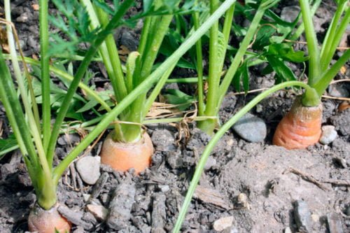 Выращивание моркови из семян Как вырастить морковь из семян на огороде