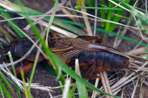 Как правильно бороться с медведкой Народные методы борьбы с медведкой