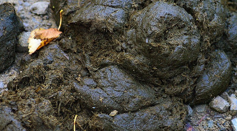 Применение навоза