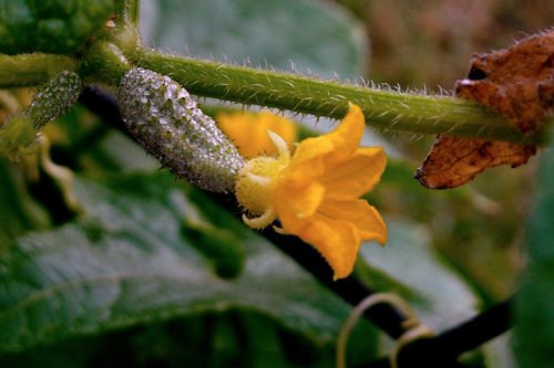 Посадка и уход за огурцами на огороде Выращивание огурцов из семян рассадой
