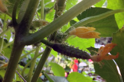 Посадка огурцов рассадой и уход за ними Как вырастить огурцы в открытом грунте